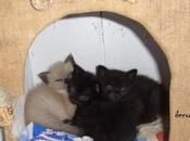 Aggiornamento "cucciolo-gattoso"