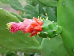 Fiore di Opuntia ficus indica