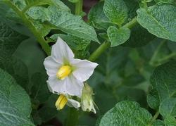 Il fiore della pianta della patata