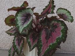 Esemplare di Begonia rex