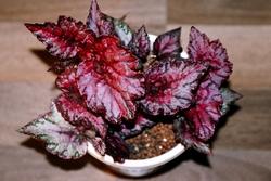 Begonia rex in vaso