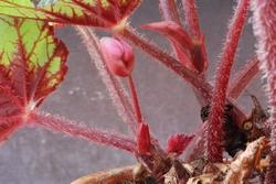 Dettaglio Begonia rex