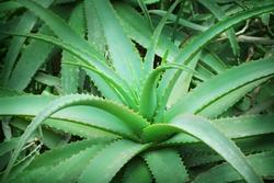 Aloe Vera.