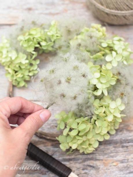 hydrangea flowers and clematis seeds