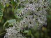 DIY: wreath with clematis seeds
