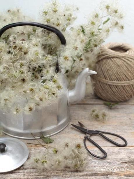 Clematis seeds