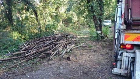 Alberi abbattuti da immigrati