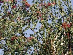 Euonymus Bungeanus Berries