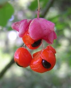 Euonymus verrucosa