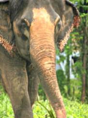 Vivere in parallelo fra realtà e fotografia nei miei #365giornidiThailandia