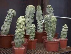 Esemplare di Pachycereus