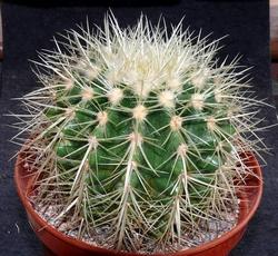 Esemplare di Echinocactus