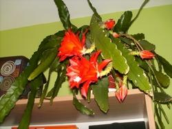 Piante grasse da appartamento paperblog Piante grasse da appartamento con fiori
