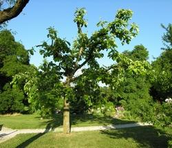 La maestosa Magnolia Hypoleuca