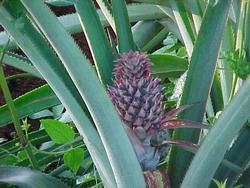 Pianta di ananas in fioritura