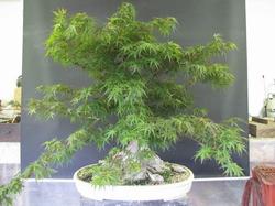 Esemplare di acero palmato bonsai
