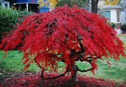 Esemplare di acero palmato dalle foglie rosse