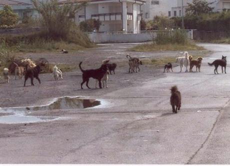 TARANTO. Stellato (CD): “Le nostre proposte per risolvere il randagismo canino”.