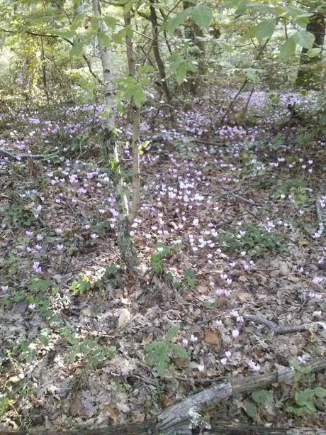 E cammina, cammina, nel bosco incontrai...