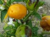 Spaghetti erbe aromatiche aglio, olio peperoncino giallo