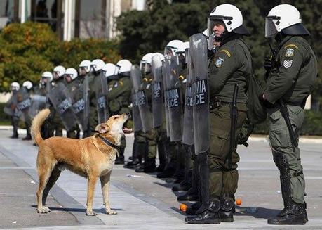 Randagio è l’eroe – Omaggio a Loukanikos, il cane della rivolta greca