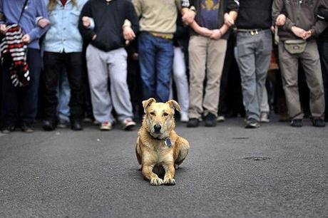 Randagio è l’eroe – Omaggio a Loukanikos, il cane della rivolta greca