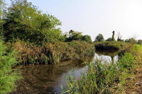 oasi wwf valle averto laguna di venezia