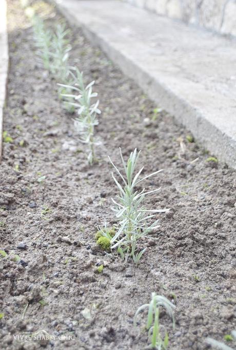 Talee di Lavanda.