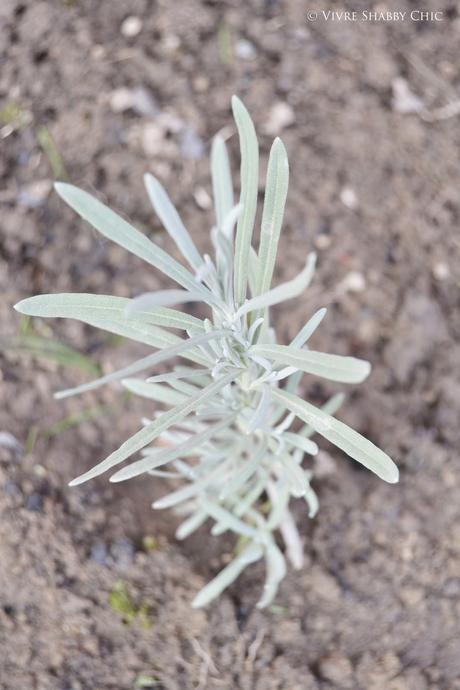 Talee di Lavanda.