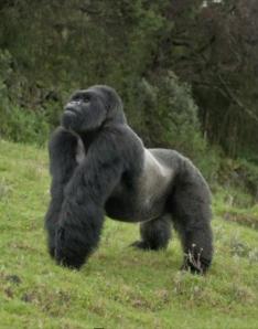 Gorilla