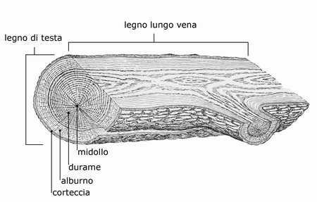 Che cos'Ă¨ il legno?