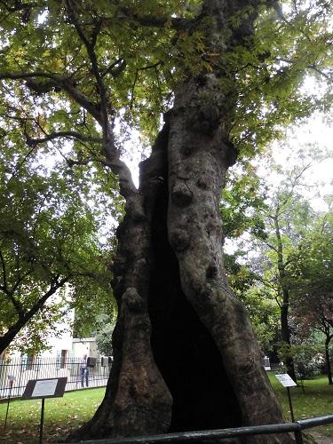 L'albero della pace