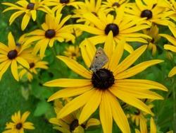 Rudbeckia in salute