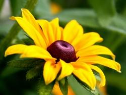 Dettaglio infiorescenza della Rudbeckia