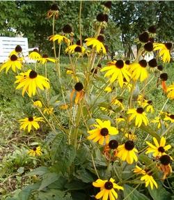 Rudbeckia coltivata in piena terra