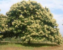 Albero di castagno