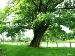 Esemplare di Robinia