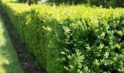 Siepe di buxus sempervirens
