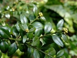 Foglie di buxus sempervirens
