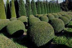 Buxus sempervirens con forma rotonda