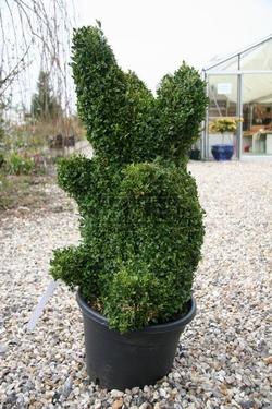 Divertente potatura di un buxus sempervirens
