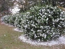 Camelia sasanqua dai fiori bianchi