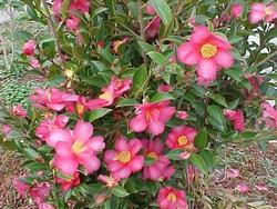 Camelia sasanqua - fiore