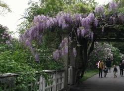 Immagine di un giardino ornamentato da una grande fioritura di Glicine arrampicatosi su travi di pietra