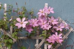 Immagine di Clematis a portamento rampicante; il fusto si avvolge ad una struttura di legno attraverso cirri o viticci.