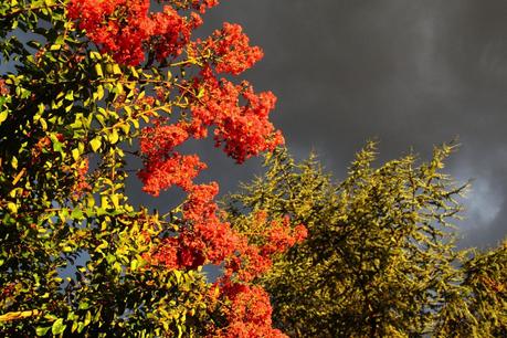 La luce fortuna