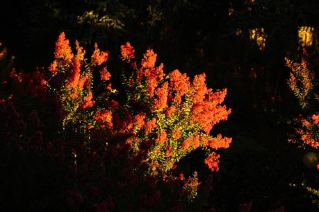 La luce fortuna