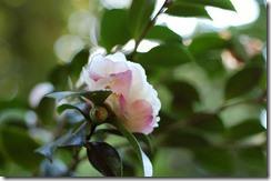 Camelia-in-Fiore