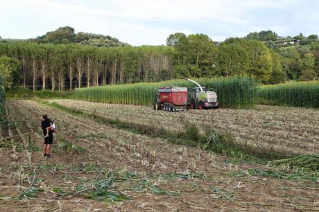 quanta luce un campo di sorgo