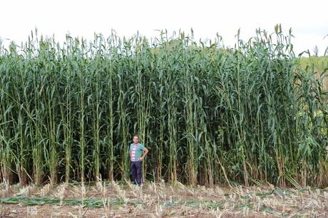 quanta luce un campo di sorgo